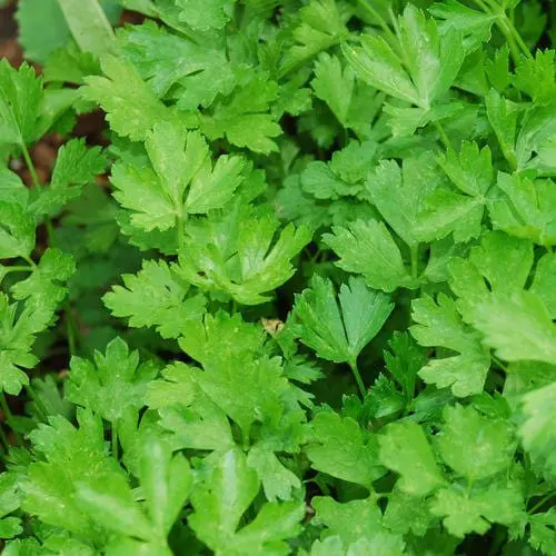 Parsley - TheRecipe.Website