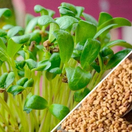 Fenugreek Leaves The Recipe site