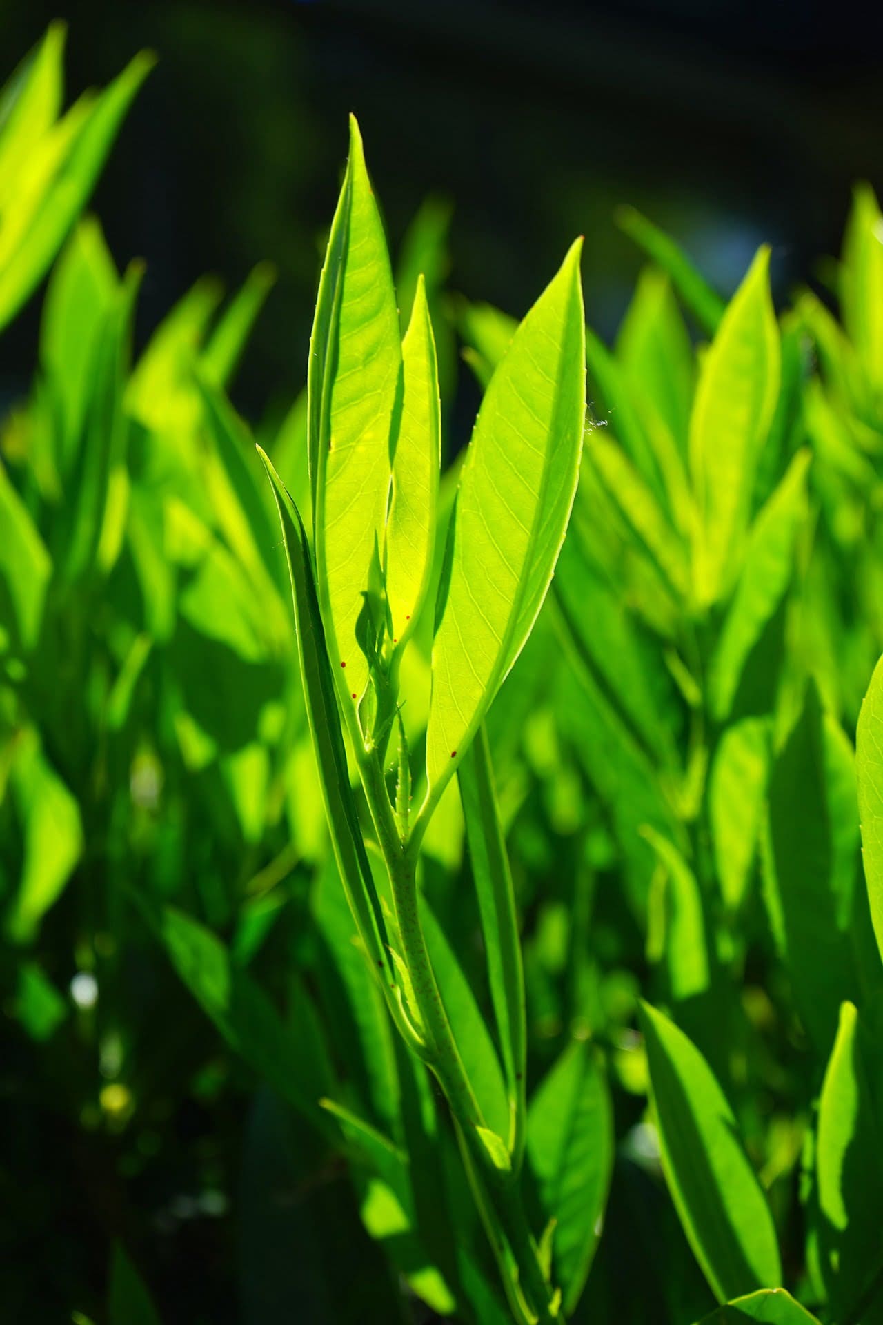 Bay Leaves - TheRecipe.Website