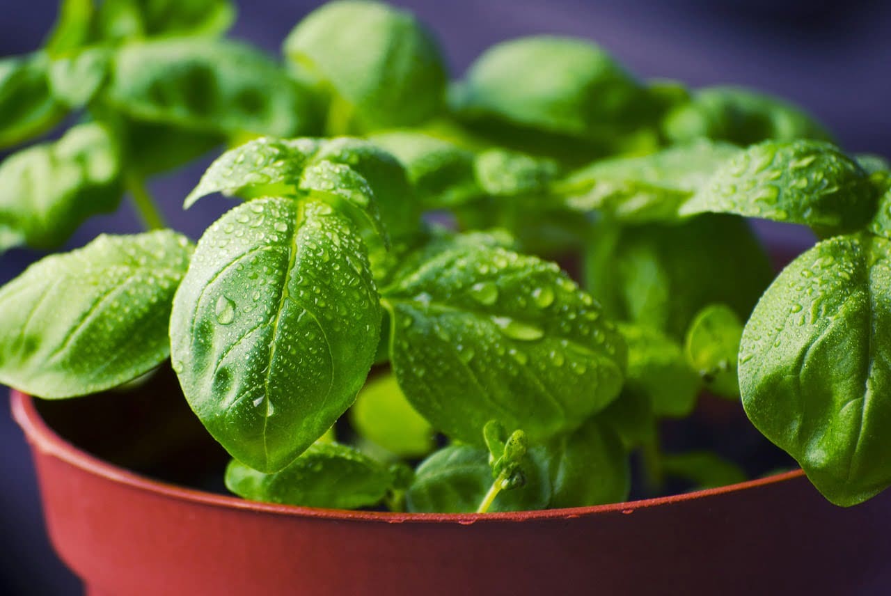 Herbs - TheRecipe.Website
