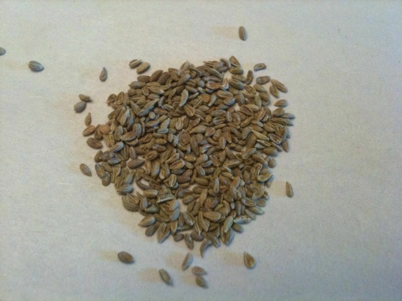Anise - TheRecipe.Website