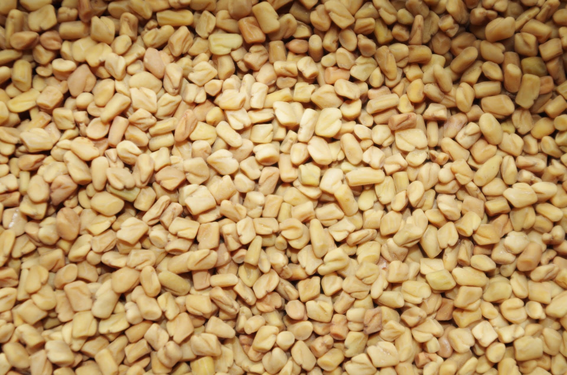 Fenugreek - TheRecipe.Website