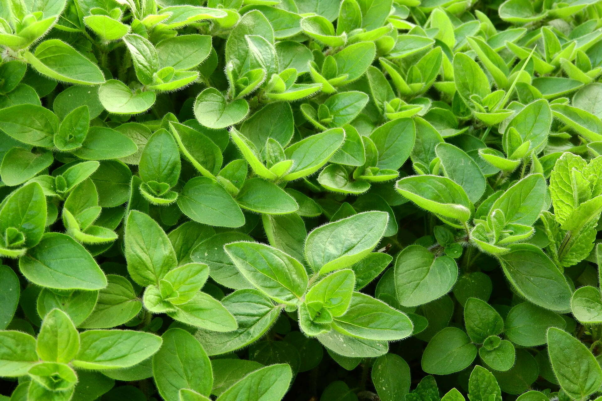 Marjoram - The Recipe Website