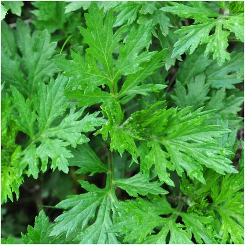 Mugwort - The Recipe Website