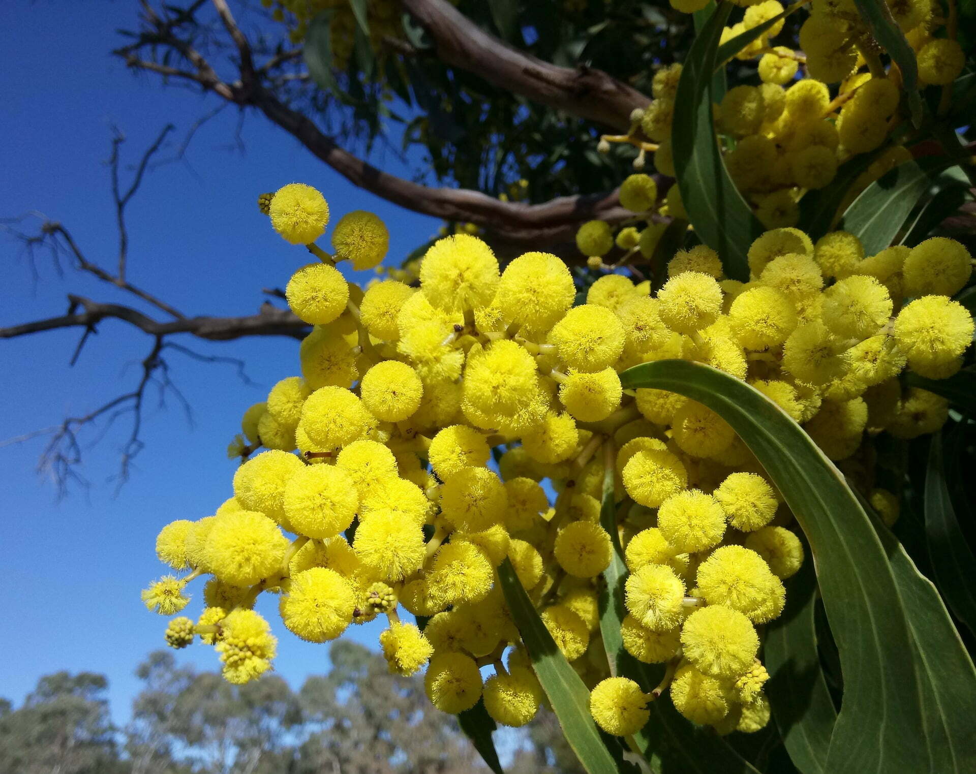 wattle-the-recipe-website