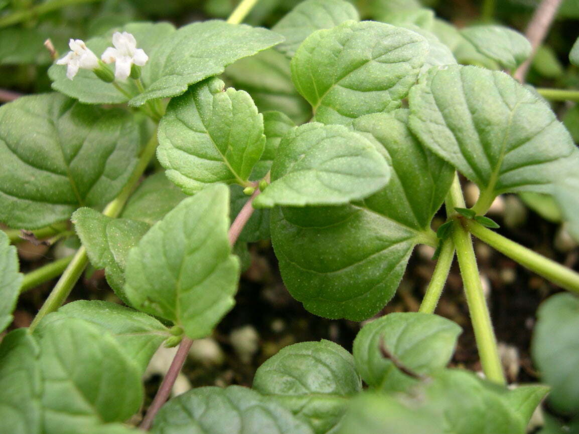 What Do You Call Yerba Buena In English